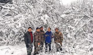 野生大熊猫倒立撒尿